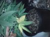 Big plant 3.jpg