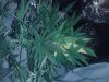 Big plant 1.jpg