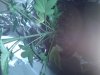 Lil plant 1.jpg