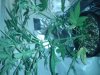 Lil plant 2.jpg
