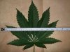 pb leaf.jpg