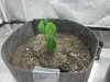 plant 1.jpg