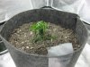 plant.jpg plant.jpg