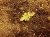 20130302_121352_20130302121939308.jpg
