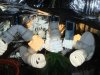 DSC00565.jpg