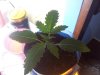 IMG_20130302_165302.jpg