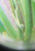 Preflower-Deadhead.jpg