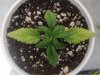 plants 2 weeks old problem 001.jpg plants 2 weeks old problem 001.jpg