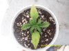 plants 2 weeks old problem 003.jpg plants 2 weeks old problem 003.jpg