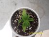 plants 2 weeks old problem 005.jpg plants 2 weeks old problem 005.jpg