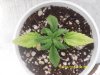 plants 2 weeks old problem 006.jpg plants 2 weeks old problem 006.jpg
