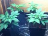 plants 009.jpg
