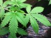 plants 016.jpg