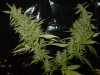 gdpxltc99-3-036.jpg