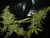 gdpxltc99-3-037.jpg