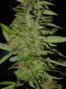 gdpxltc99-3-038.jpg
