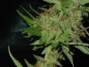 gdpxltc99-3-039.jpg