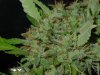 gdpxltc99-3-040.jpg