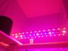 IMG_2602_cleaned.jpg