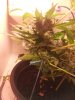 20130306_194514.jpg 20130306_194514.jpg