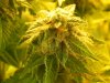 Seedman White Widow(Near Harvest) A Lower Budsite.jpg