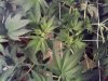 2013-03-06_16-50-28_524.jpg