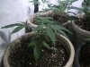 3-6-13 veg 3.jpg