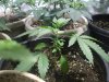3-6-13 veg 4.jpg