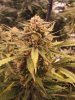 bluedream 2.jpg bluedream 2.jpg