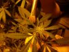 Mexican x Blue Widow.jpg Mexican x Blue Widow.jpg