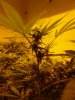 Blue Widow week3 #2.jpg Blue Widow week3 #2.jpg