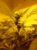 Blue Widow week3 #1.jpg Blue Widow week3 #1.jpg