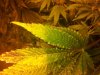 20130308_101428.jpg 20130308_101428.jpg