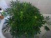 Img_130307181035.jpeg
