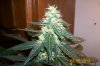 100_0184.jpg