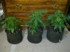 2013-03-08_15-34-10_897.jpg