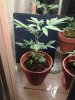 IMG_20130308_183258.jpg