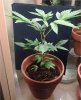 IMG_20130308_183258.jpg