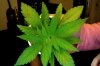 Darrons plants #2.jpg Darrons plants #2.jpg