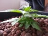Day28 Plant B_1.jpg