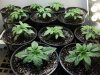 newGrow-19.jpg newGrow-19.jpg