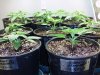 newGrow-20.jpg newGrow-20.jpg