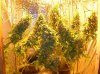 My grow2.jpg