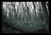 Tricky Trees.jpg