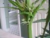 plant1.jpeg