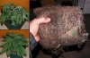 Watering-dry-root-web.jpg