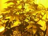 White widow 020.jpg White widow 020.jpg