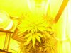 White widow 024.jpg White widow 024.jpg