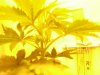 White widow 025.jpg White widow 025.jpg