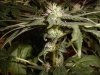 29 days Flowering 003.jpg